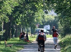 Piste cyclable sous les arbres