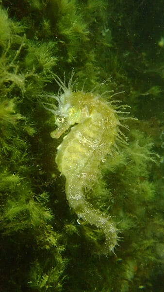 Hippocampe observé dans le bassin des chalutiers