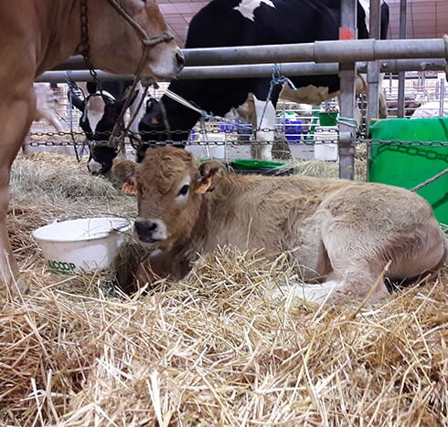 Envie d’une balade à la ferme ? Rendez-vous du 26 au 28 avril au Parc Expo