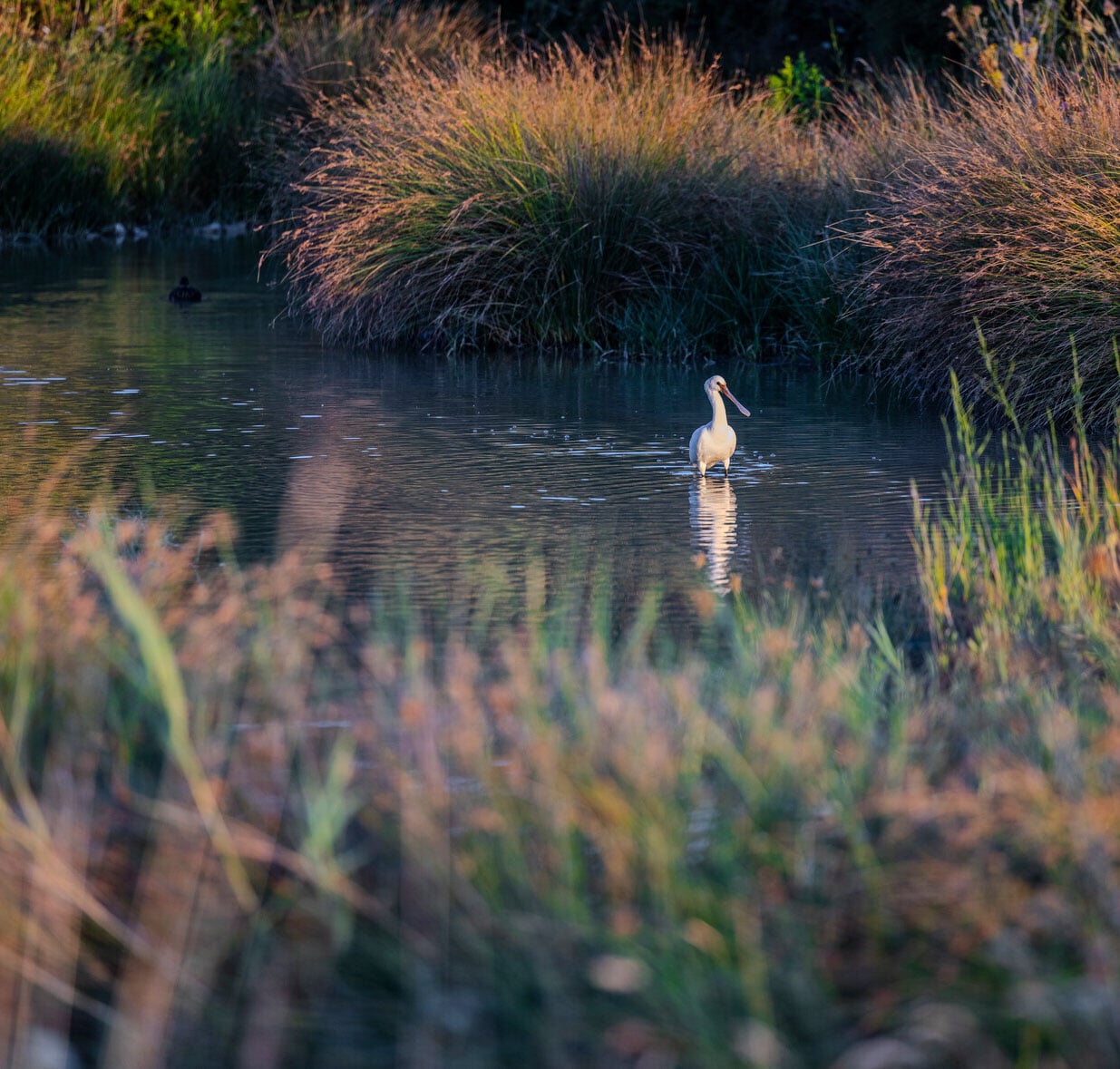 Vue du Marais de Tasdon