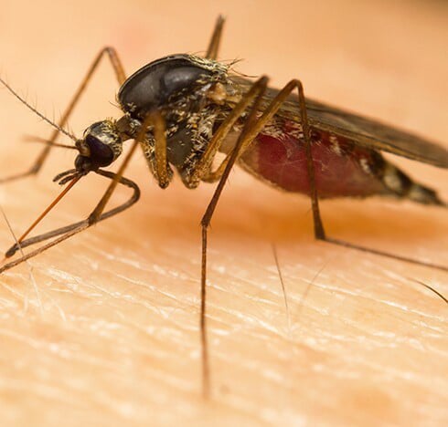 Une application Smartphone pour signaler les moustiques