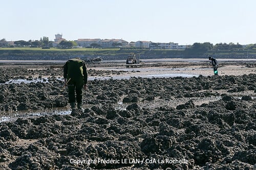 Pêche à pied sur le littoral de l'Agglo
