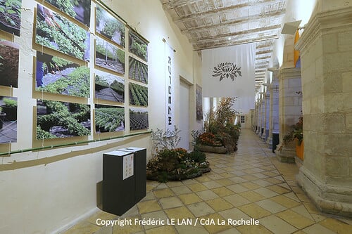 Expo : des chrysanthèmes aux Dames Blanches
