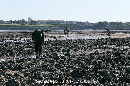 Pêche à pied sur le littoral de l'Agglo